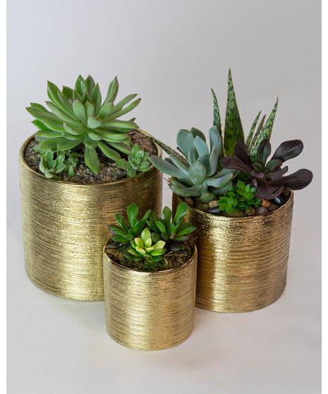 Succulent Trio