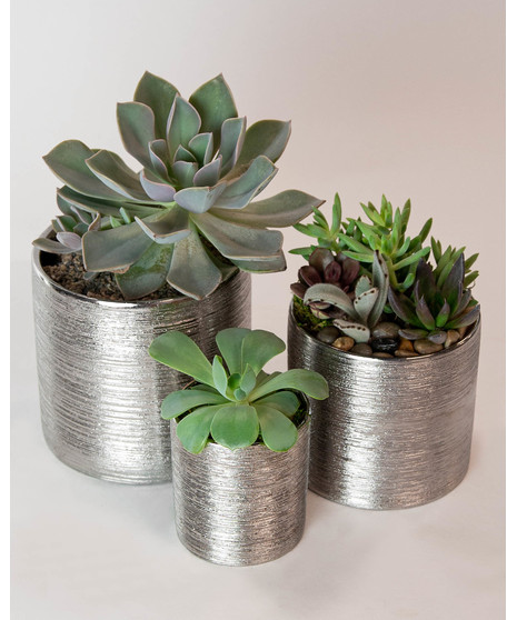 In this set, we include a matching trio of a 4 inch, 5 inch, and 6 inch potted succulents.