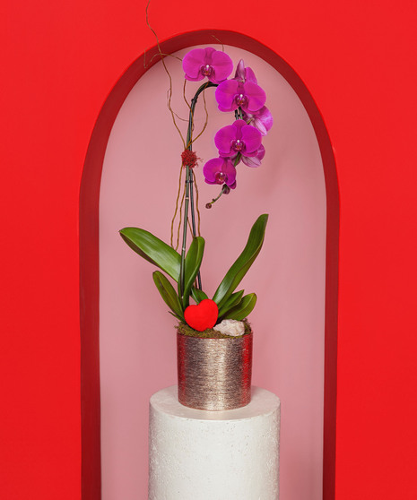 The Velvet Kiss Orchid