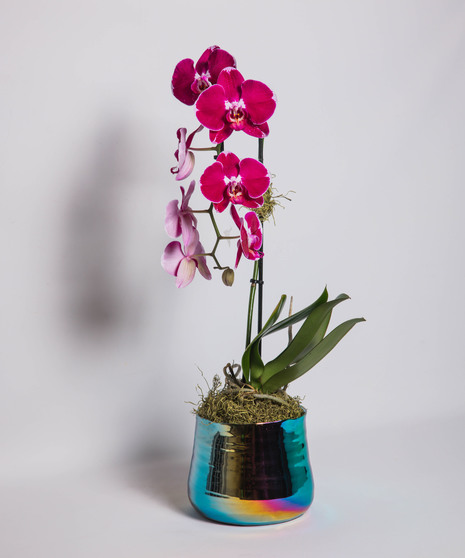 True to Bloom