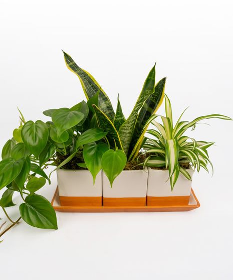 Houseplants
