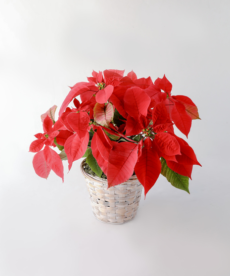 Send one of our red poinsettia plants, and that special someone will indeed have a merry holiday!