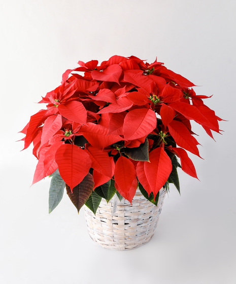 Poinsettia in Basket