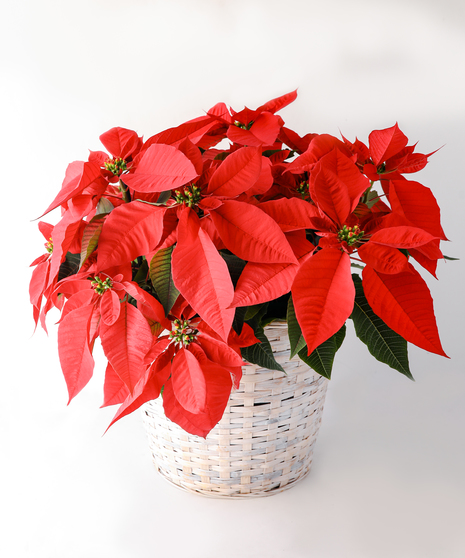 Send one of our red poinsettia plants, and that special someone will indeed have a merry holiday!