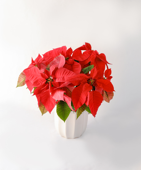 The perfect plant to say 