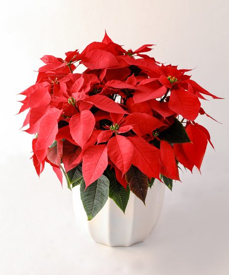 Poinsettia in Ceramic