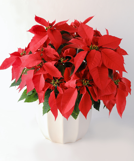 The perfect plant to say 