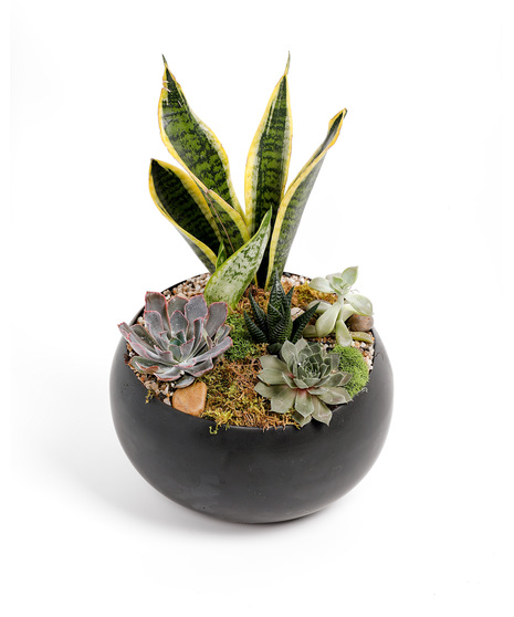 We arrange an array of  locally-grown succulents in a beautiful ceramic dish to create a planter you can enjoy watching grow and thrive. 