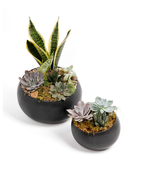 We arrange an array of  locally-grown succulents in a beautiful ceramic dish to create a planter you can enjoy watching grow and thrive. 